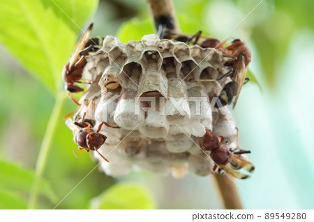 Close up wasps in a nest on branch Close up wasps in a nest on branch 89549280
