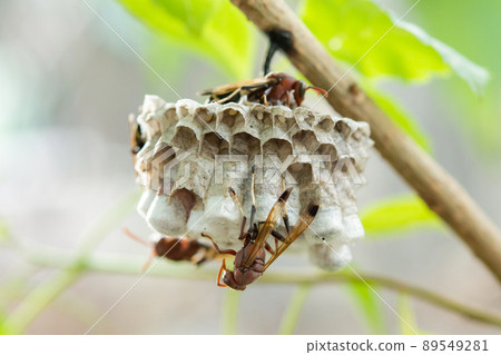 Close up wasps in a nest on branch Close up wasps in a nest on branch 89549281