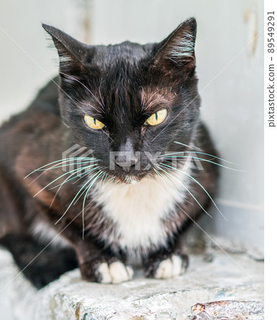Homeless black cat cat is looking at camera outdoors. Homeless black cat cat is looking at camera outdoors. 89549291