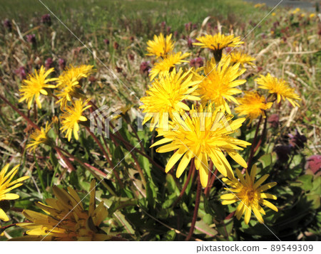 Dandelions blooming in the ridges Dandelions blooming in the ridges 89549309