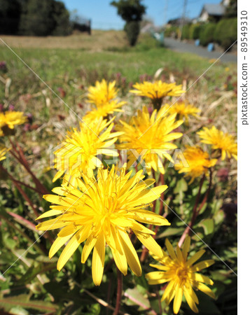 Dandelions blooming in the ridges Dandelions blooming in the ridges 89549310