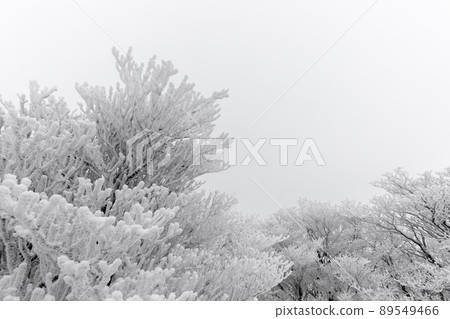 Snow's Okonomiyake 89549466