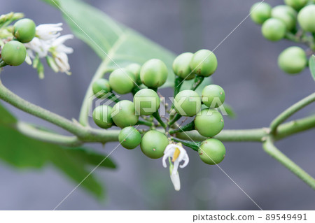 Pea Eggplant, Turkey berry on the branch 89549491