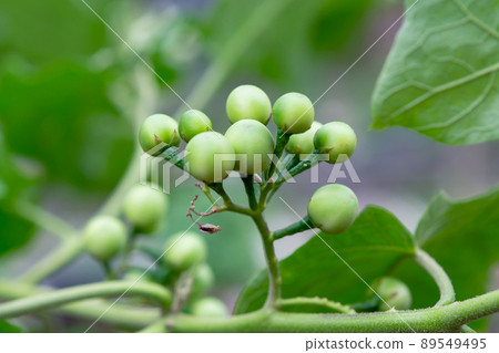 Pea Eggplant, Turkey berry on the branch Pea Eggplant, Turkey berry on the branch 89549495