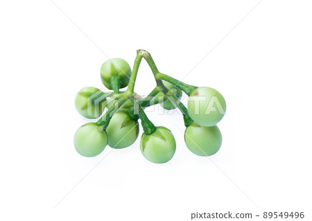 Pea Eggplant, turkey berry (Solanum torvum) isolated in white background Pea Eggplant, turkey berry (Solanum torvum) isolated in white background 89549496
