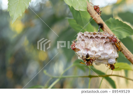 Close up wasps in a nest on branch 89549529