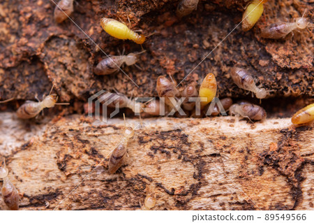 Termites eat wooden planks. Damage of a wooden house from termites. 89549566