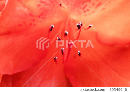 杜鵑花的宏觀攝影,雄蕊和雌蕊的特寫照片 杜鵑花的宏觀攝影,雄蕊和雌蕊的特寫照片 89549646