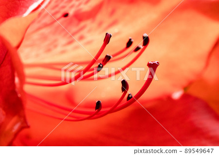 杜鵑花的宏觀攝影,雄蕊和雌蕊的特寫照片 杜鵑花的宏觀攝影,雄蕊和雌蕊的特寫照片 89549647