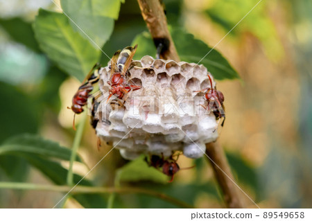 Close up wasps in a nest on branch 89549658