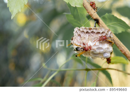 Close up wasps in a nest on branch 89549660