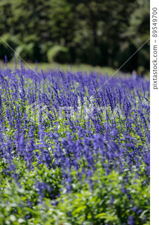 Blue salvia Nasu Flower World 89549700