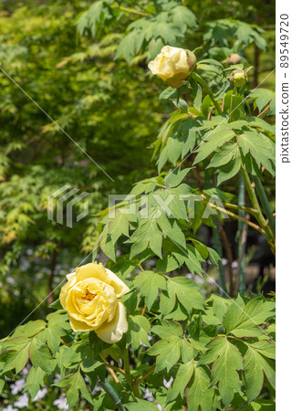 Yellow peony 89549720