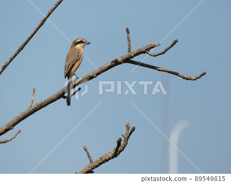 Mos停在樹枝上 Mos停在樹枝上 89549815