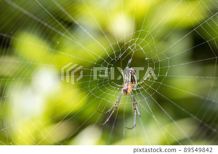Leucauge that builds a nest in the garden 89549842