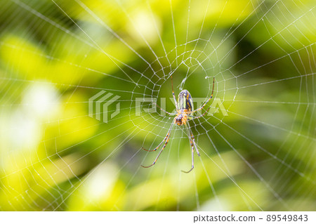 在花園裡築巢的 Leucauge 在花園裡築巢的 Leucauge 89549843