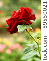 紅玫瑰 89550021