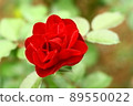 紅玫瑰 89550022