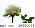 白玫瑰 89550023