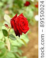 紅玫瑰 89550024
