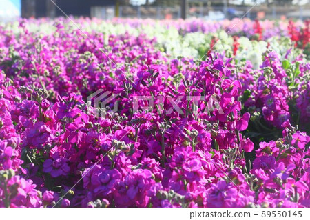 博索的春天 89550145