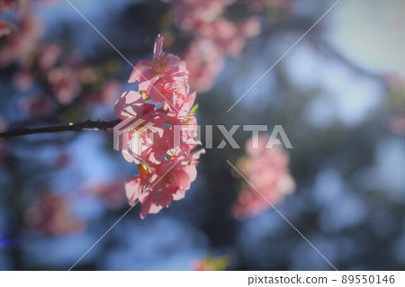 早開的櫻花 89550146