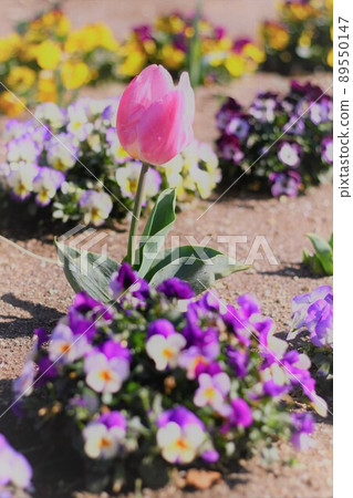 春天的花朵 89550147