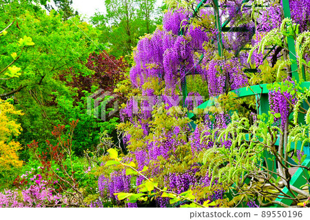 濱名湖花園公園的紫藤花 濱名湖花園公園的紫藤花 89550196