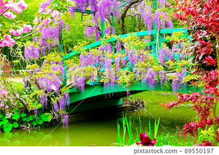 濱名湖花園公園的紫藤花 濱名湖花園公園的紫藤花 89550197