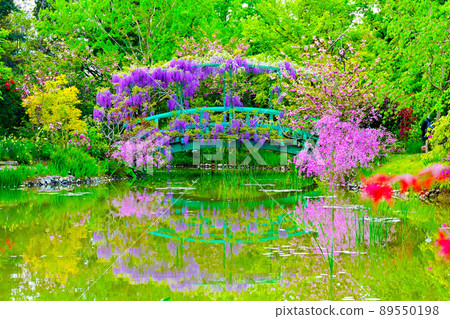 濱名湖花園公園的紫藤花 濱名湖花園公園的紫藤花 89550198