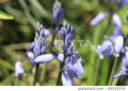 春天日本花園裡盛開的藍鈴花 89550359
