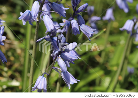 Bluebell flowers blooming in the Japanese garden in spring 89550360