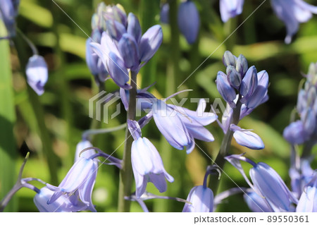 Bluebell flowers blooming in the Japanese garden in spring 89550361