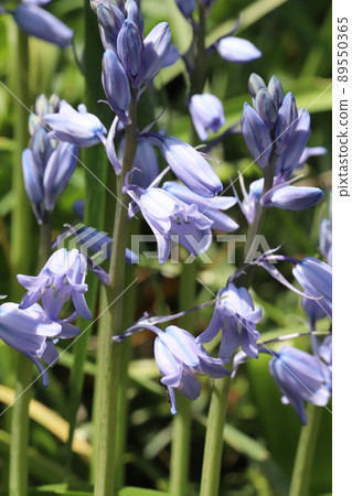 春天日本花園裡盛開的藍鈴花 春天日本花園裡盛開的藍鈴花 89550365