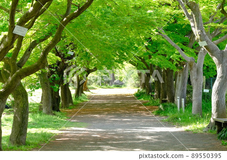 Koishikawa Botanical Garden's Japanese maple tree-lined road Koishikawa Botanical Garden's Japanese maple tree-lined road 89550395
