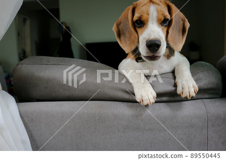 Cute beagle puppy peeking out the window. 89550445
