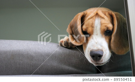 Cute beagle puppy peeking out the window. 89550451