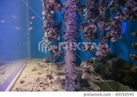 水族養殖生蠔 一種常見的海鮮食品。 89550540