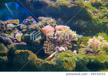 coral colony in aquarium 89550552