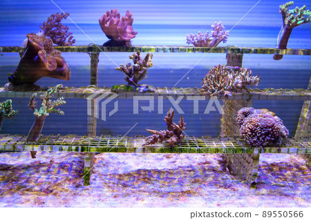 coral colony in aquarium 89550566