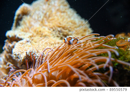 水族館水下珊瑚周圍的特寫小丑魚 水族館水下珊瑚周圍的特寫小丑魚 89550579