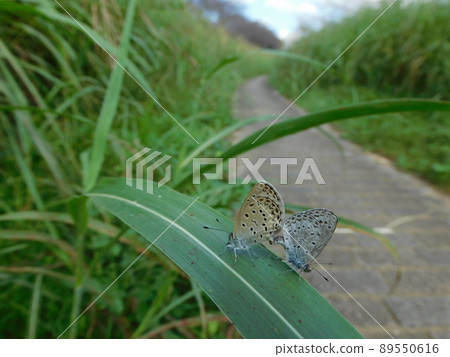 Mating of Yamato Shishimi Mating of Yamato Shishimi 89550616