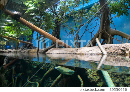 Xpark Aquarium, Taoyuan, Taiwan. Everyone looked up at the fish. 89550656