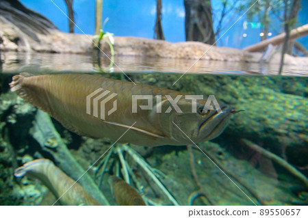 Xpark Aquarium, Taoyuan, Taiwan. Everyone looked up at the fish. Xpark Aquarium, Taoyuan, Taiwan. Everyone looked up at the fish. 89550657