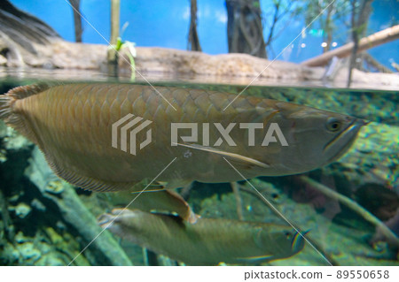 台灣桃園Xpark水族館。眾人抬頭看著魚。 89550658