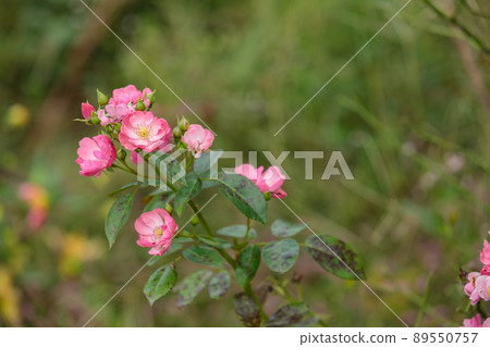 羅薩爾·比吉諾薩 羅薩爾·比吉諾薩 89550757