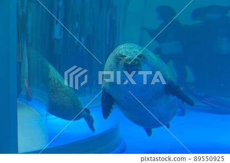 Seals in underwater glass at Xpark Aquarium, Taoyuan, Taiwan 89550925