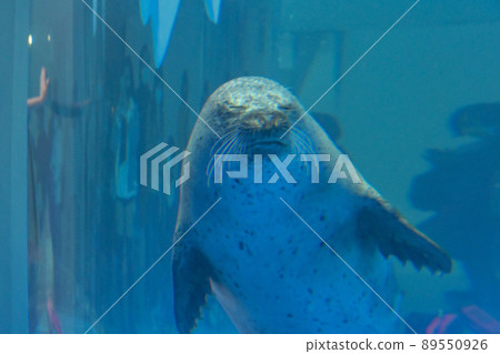 台灣桃園Xpark水族館水下玻璃中的海豹 89550926