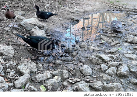 small pond with ducks in the buffalo park in Houston, Texas, United States of America 89551085