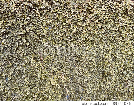 leaf on the wall background 89551086